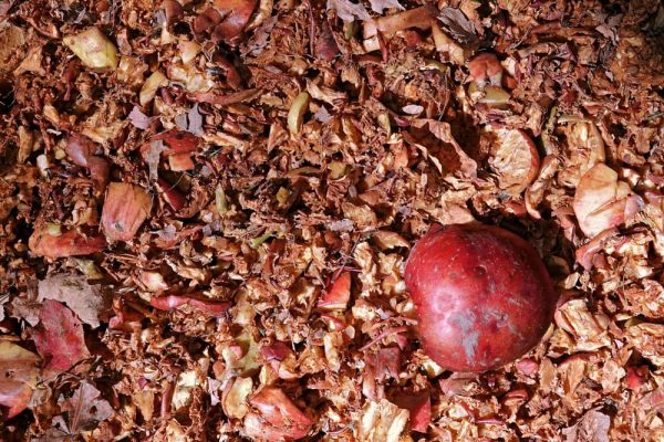 apple pomace e1602153494292