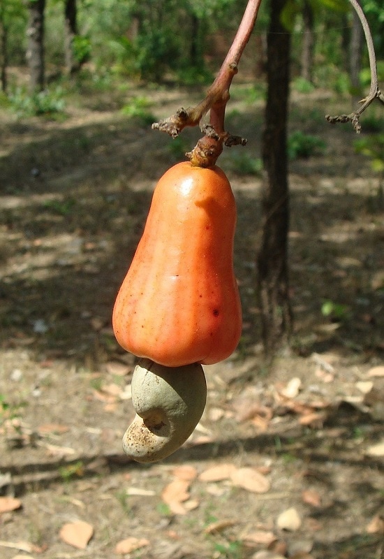 fruits that start with c cashew