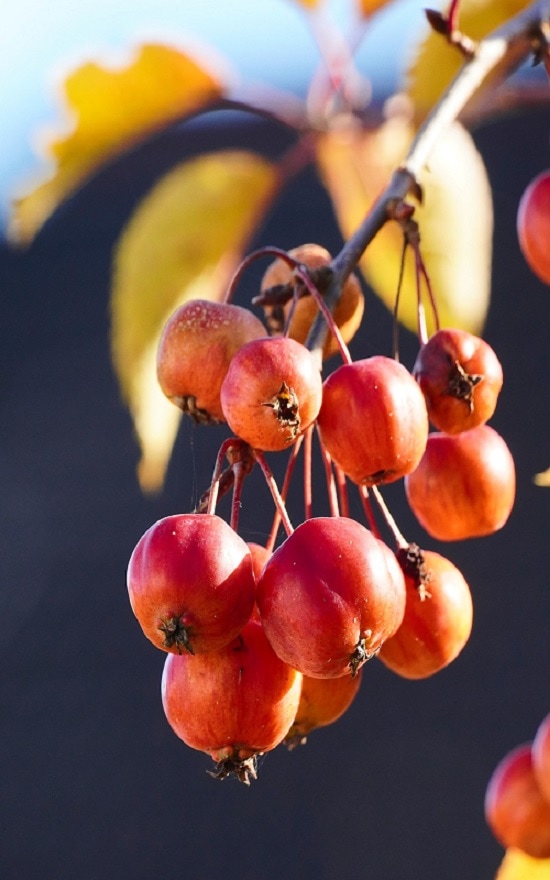 fruits that start with c crab apple 1