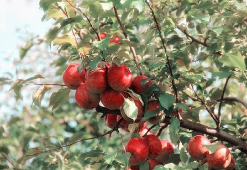fruits that start with e enterprise apple