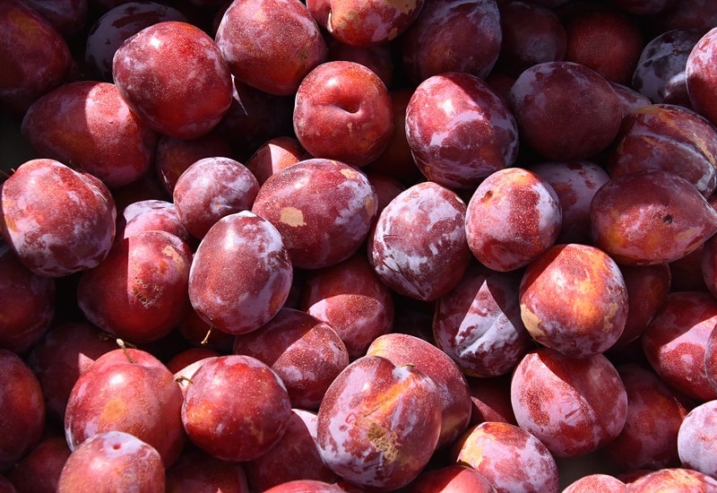 fruits that start with f flatwood plum
