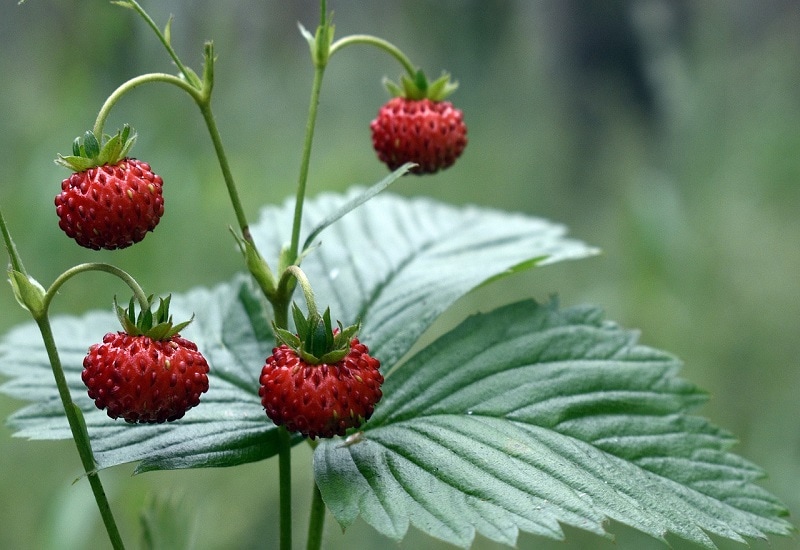 fruits that start with f forest strawberry 1