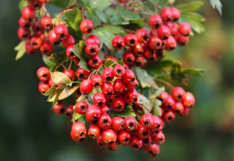 fruits that start with h hawthorn fruit