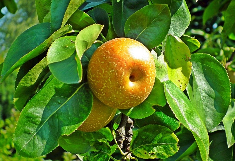 fruits that start with k korean apple 1