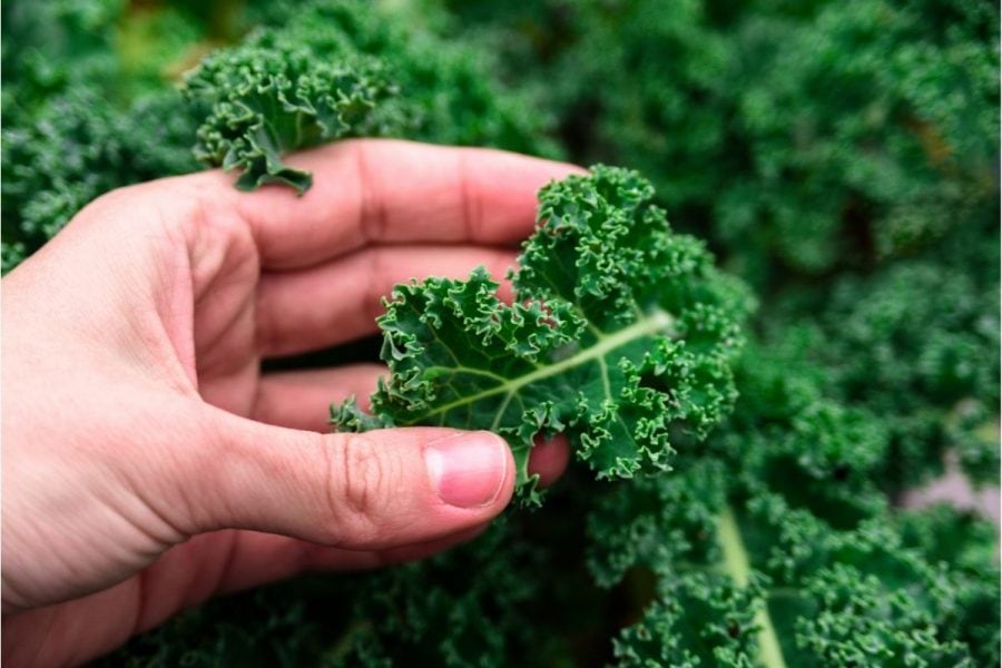 Should You Eat It? Here's How To Tell If Kale Is bad!