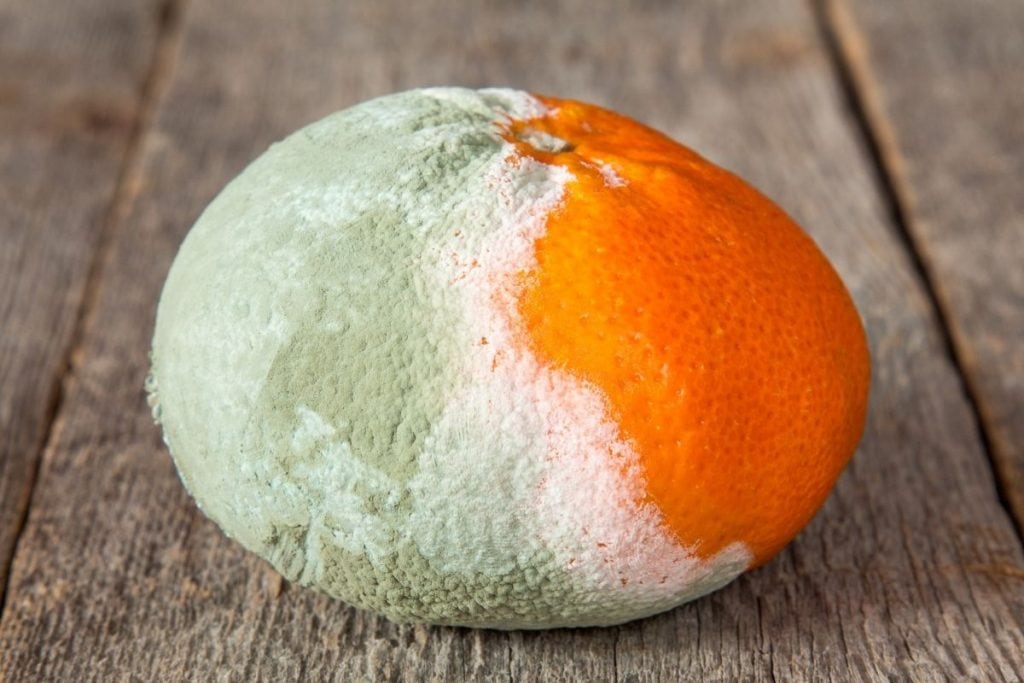 How to tell if an orange is bad 1
