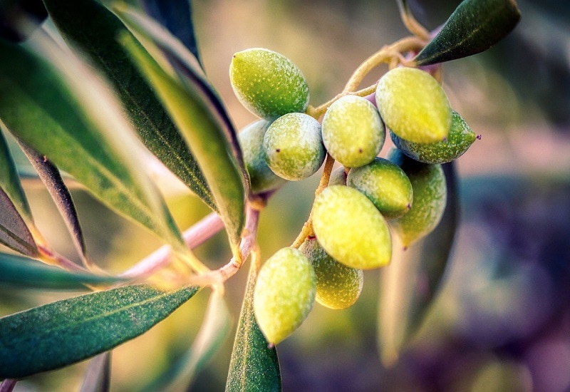 fruits that start with o olive