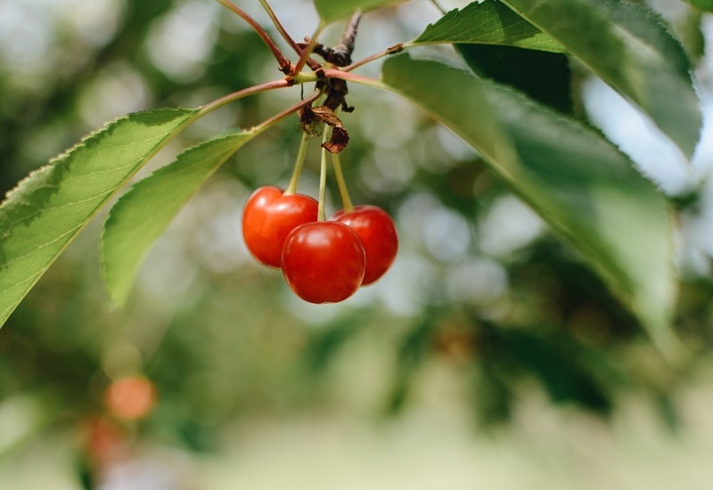 fruits that start with t tart cherry