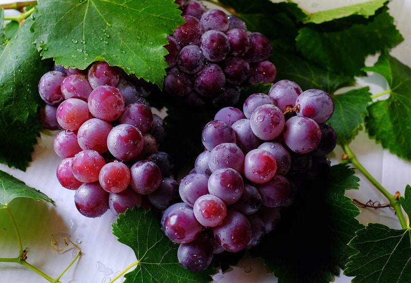 uva tosca grape fruits that start with u