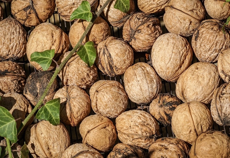 walnut fruit