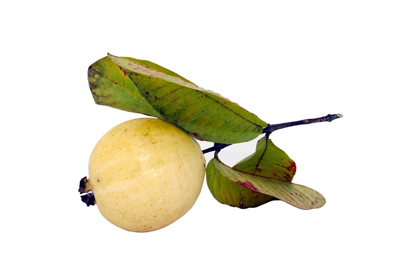 yellow guava fruit