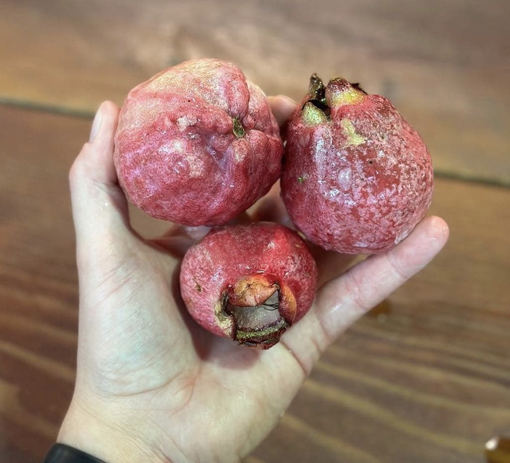 25 Fruits That Start with R That Will Leave You Drooling