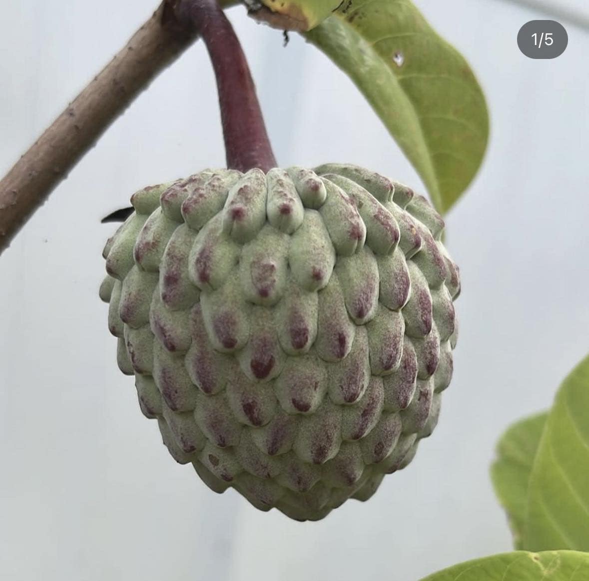 23 Fruits that Start with I That Insist on Being Discovered