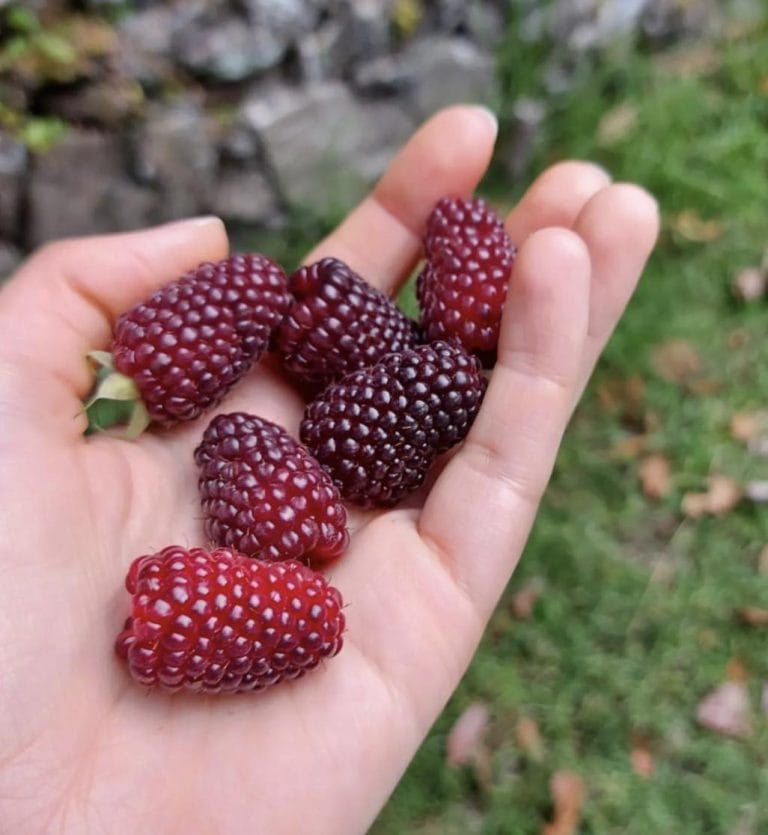 36 Fruits that Start with M You Must Munch On