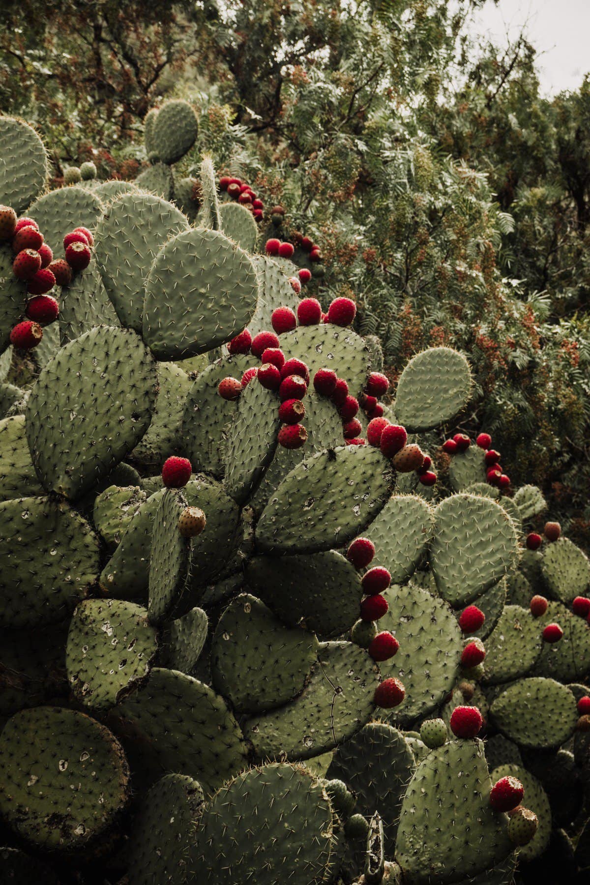 27 Fruits that Start with N for Your Next Food Adventure