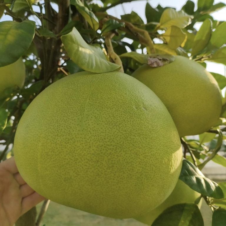 25 Fruits that Start with O to Outshine Your Usual Snacks