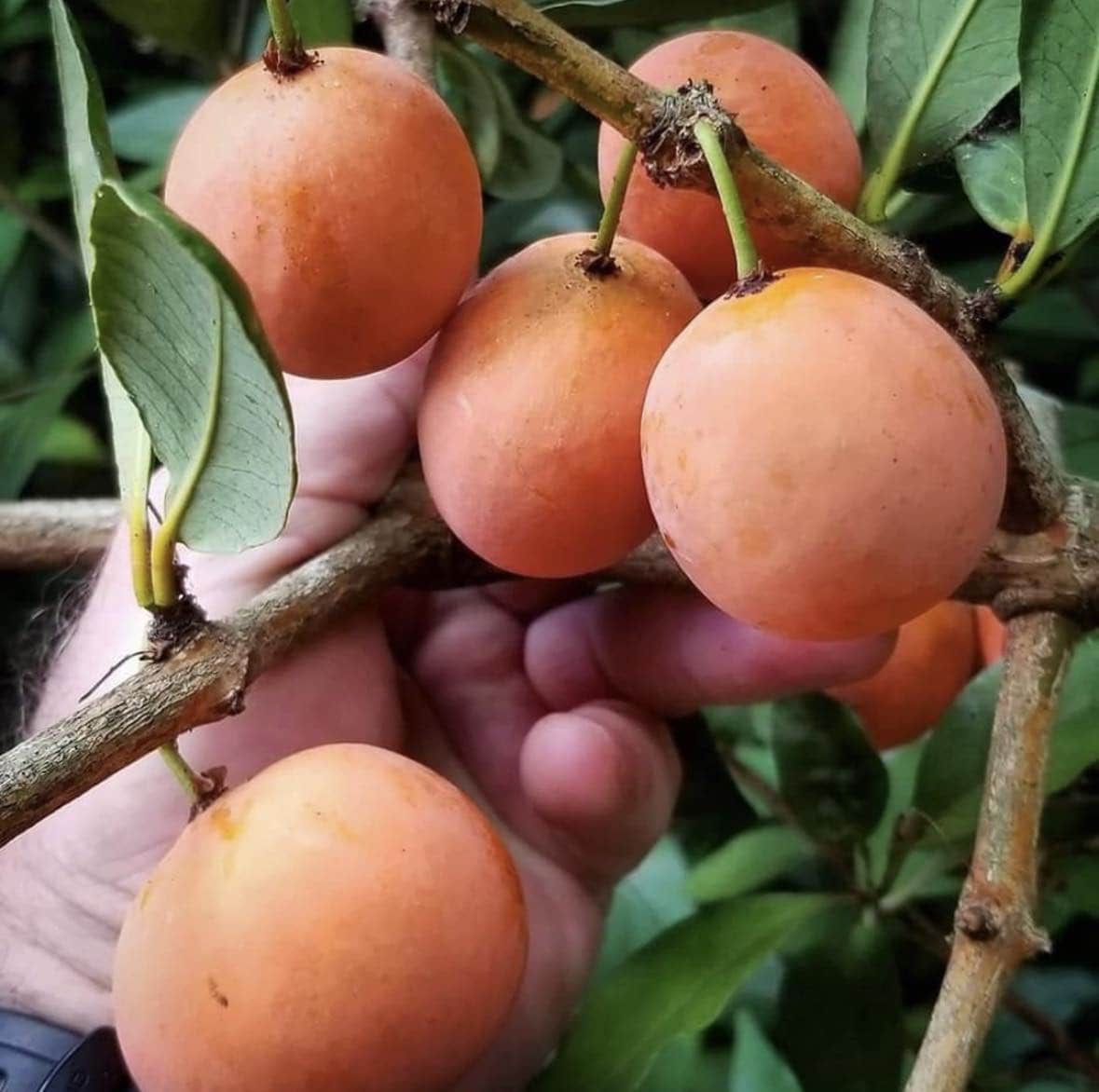 23 Fruits that Start with I That Insist on Being Discovered