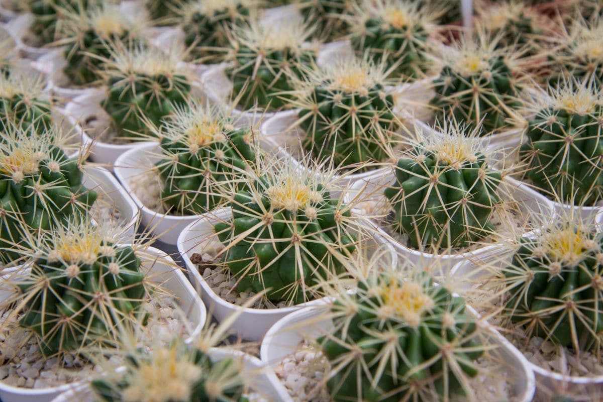 Cactus nurseriesDe19