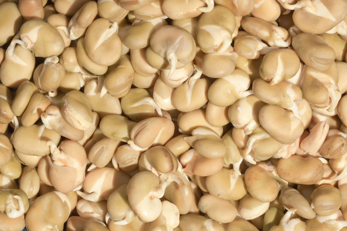 Fava BeansStockhouse