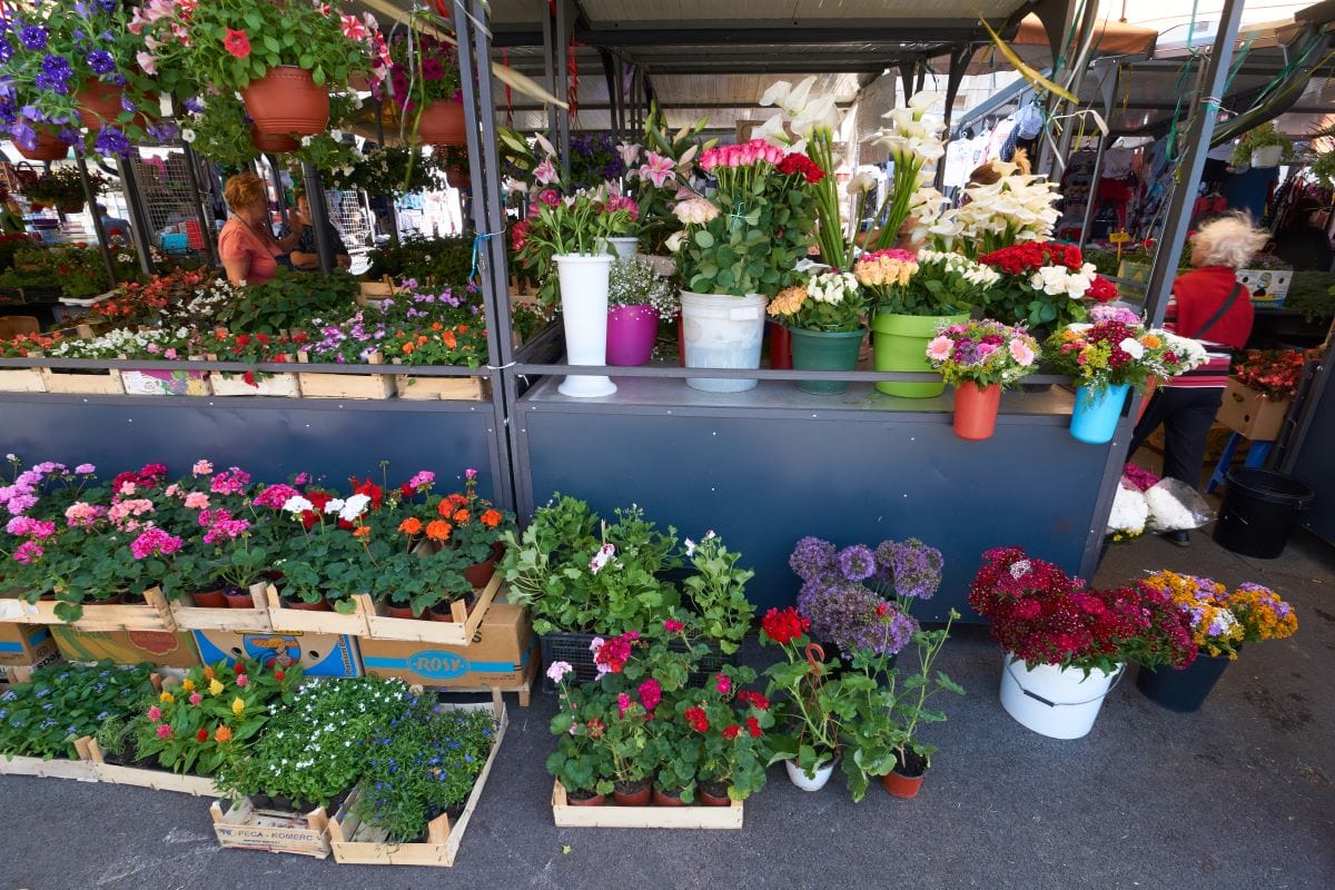 Fresh cut flowersPhotoPotam