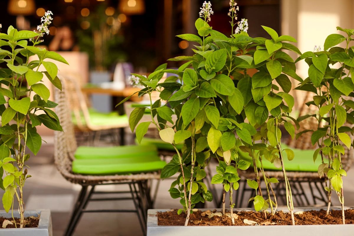 Garden CafeSviatlanka.yanka