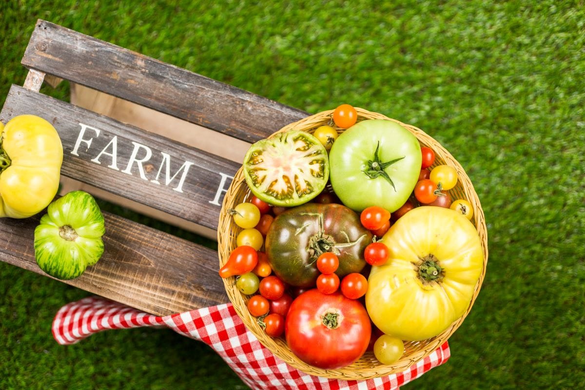 Heirloom tomatoesUrban Light 1