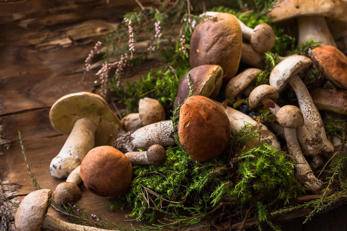 Mushroomssokor