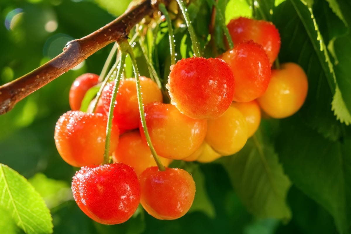 Rainier cheeriesSYNEL