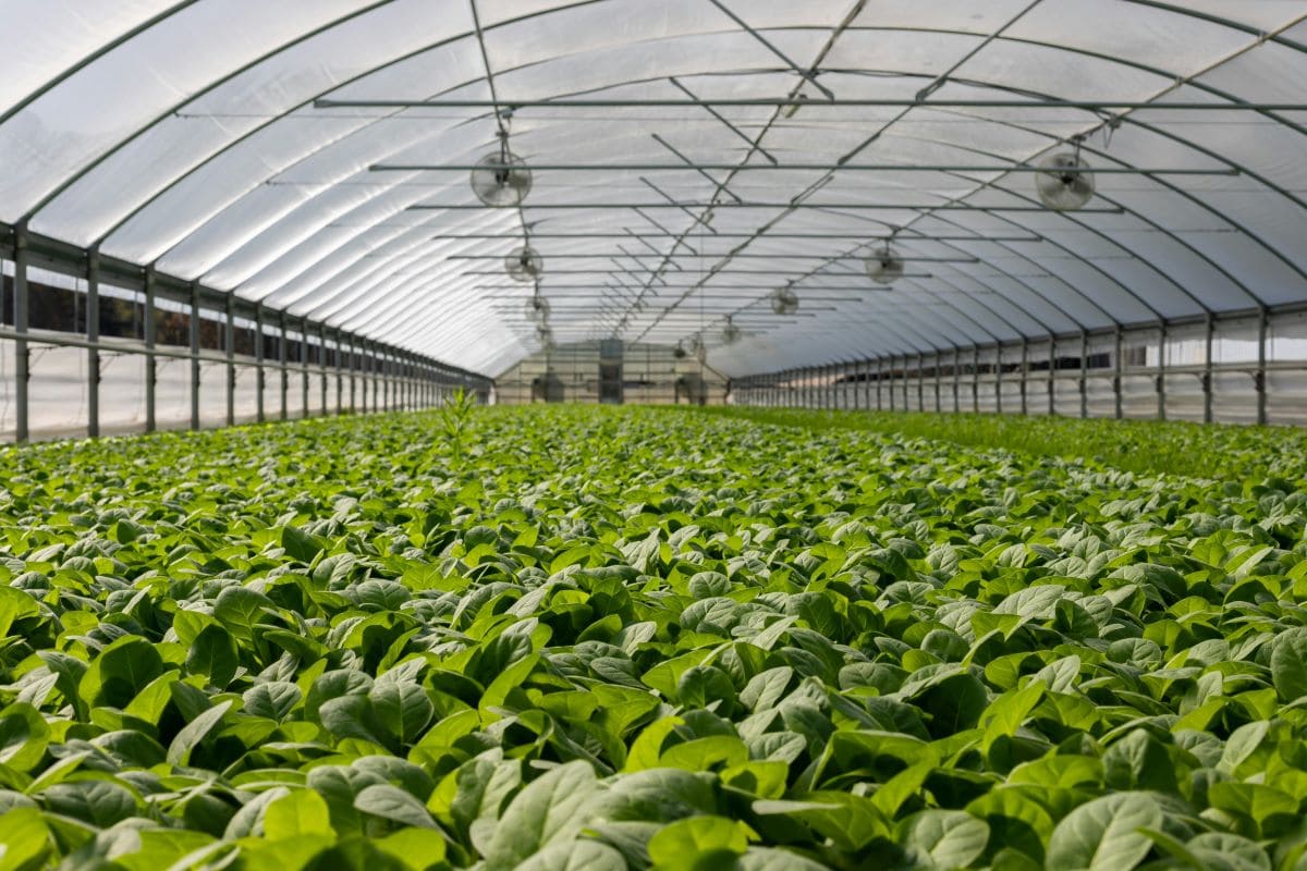 Rooftop organic farmpexels mark stebnicki