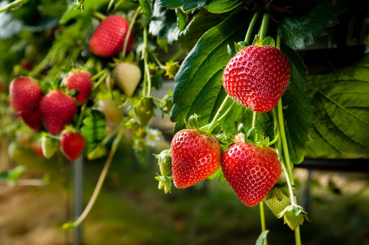 StrawberriesCornfield