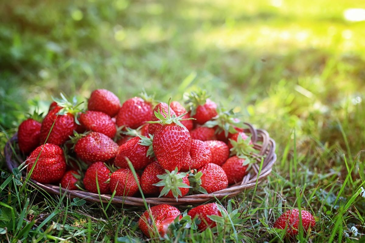 Strawberriesalexkich 1