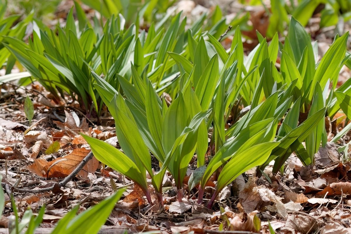 Wild rampsKarelbock
