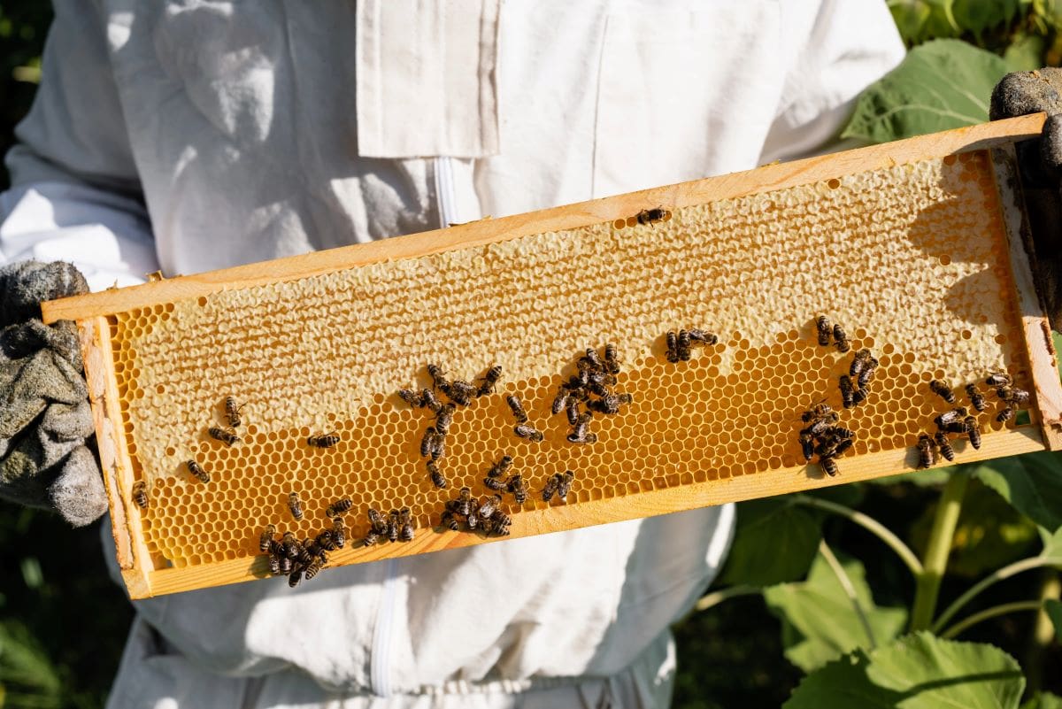 Beekeeper and honeycombIgorVetushko
