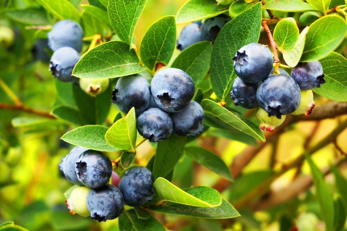 BlueberriesJonnysek