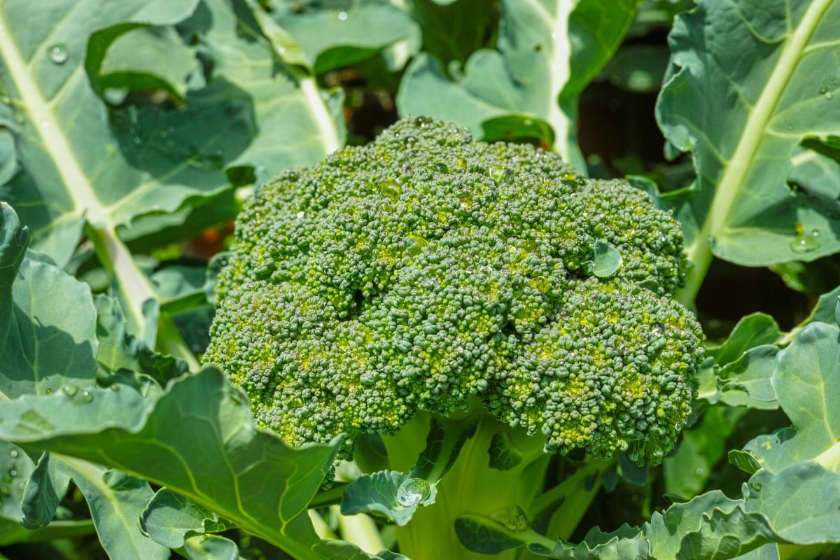Broccoli leavesFoto
