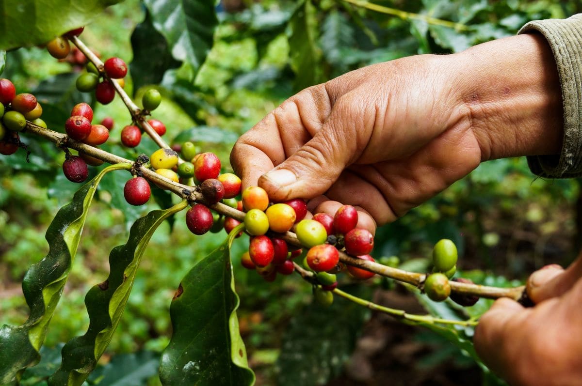Coffee plantationSomsak