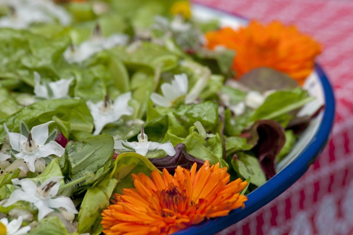 Edible Flower Garden SaladAnjoKanFotografie