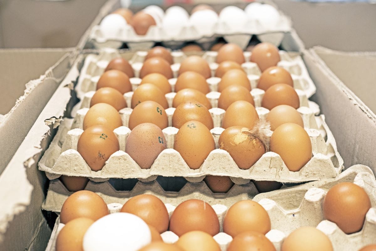 Farm eggsNamak