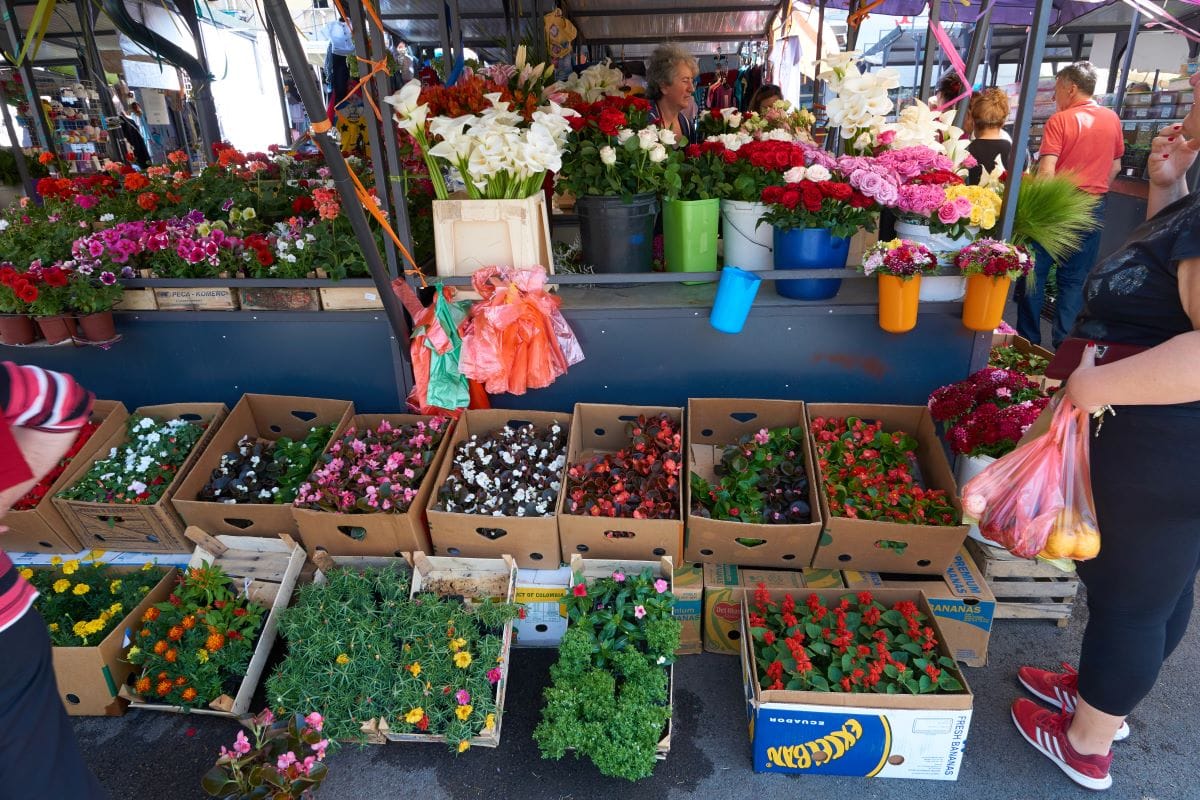 Fresh cut flowers in farmers marketPhotopotam 1