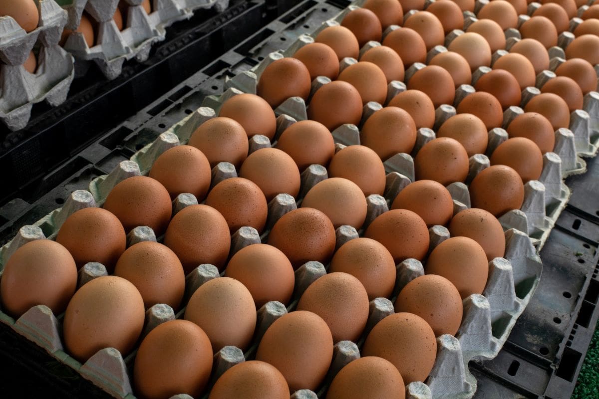 Fresh eggs in farmers marketOSProjects