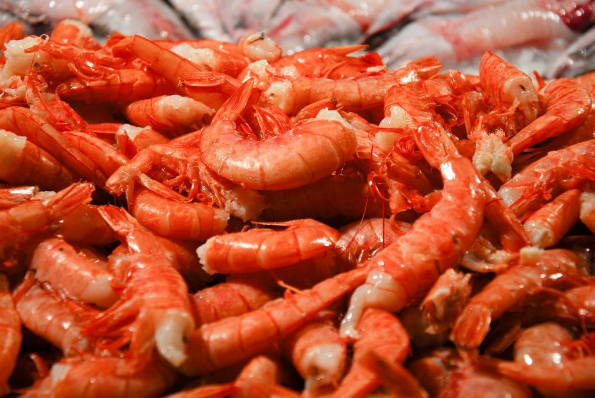 Fresh shrimpErugopu