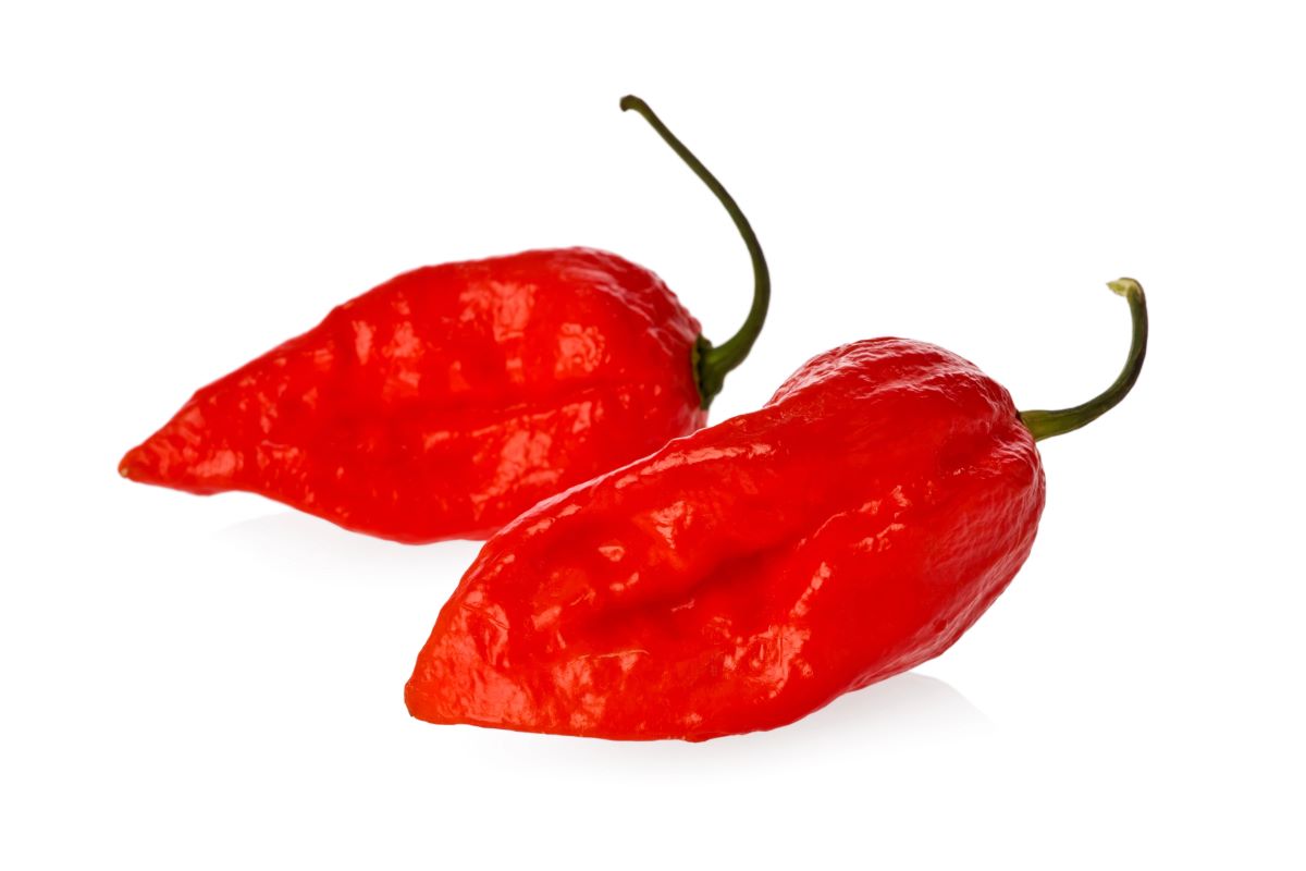 Ghost pepperRaptorcaptor 1