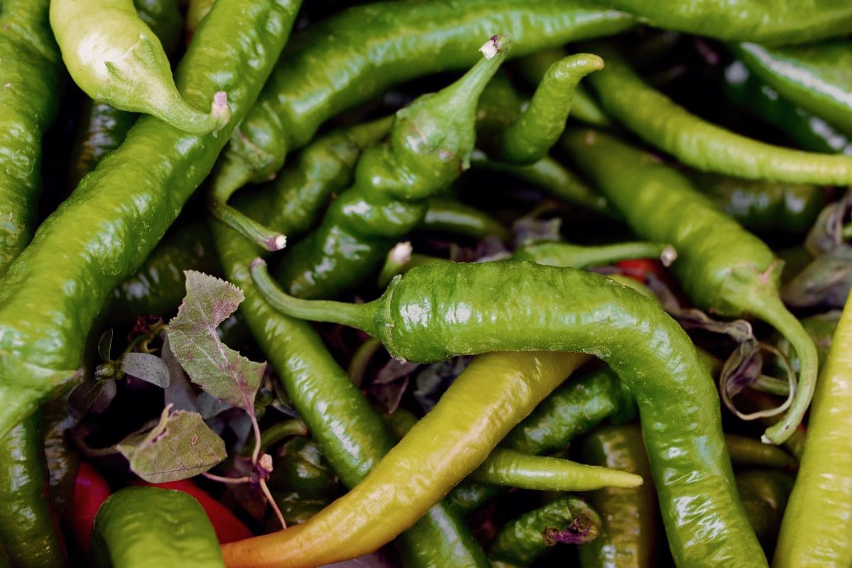 Green chileAruba2000
