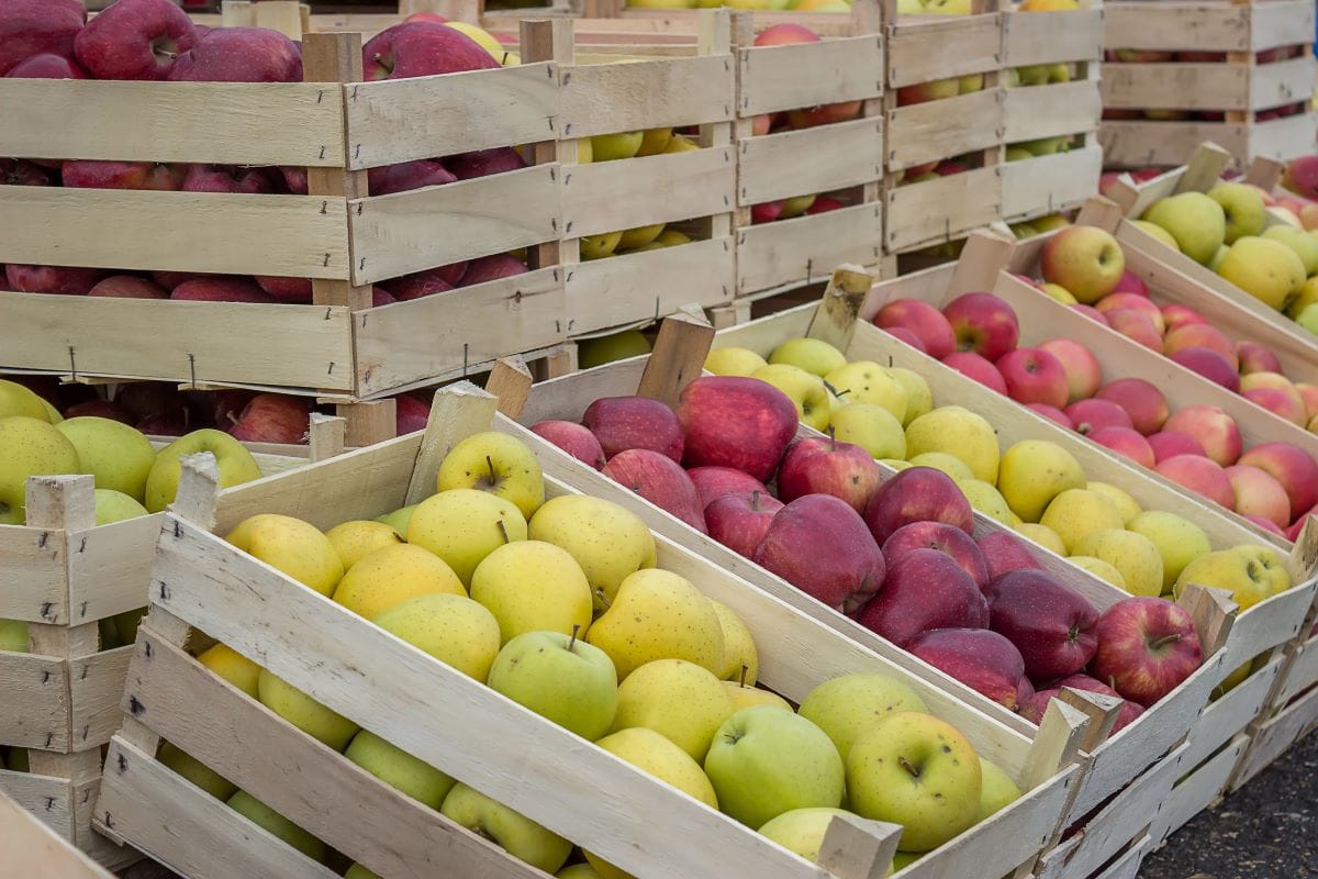 Heirloom ApplesKataklinger 1