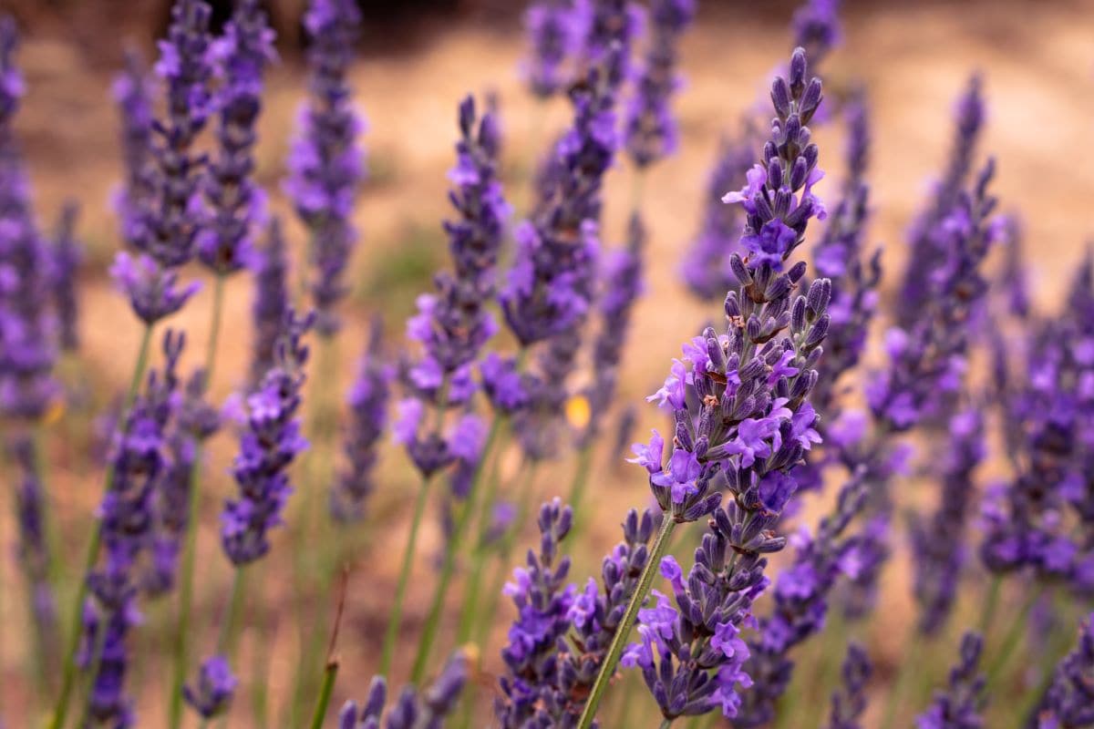 LavenderEmmertniky@gmail.com