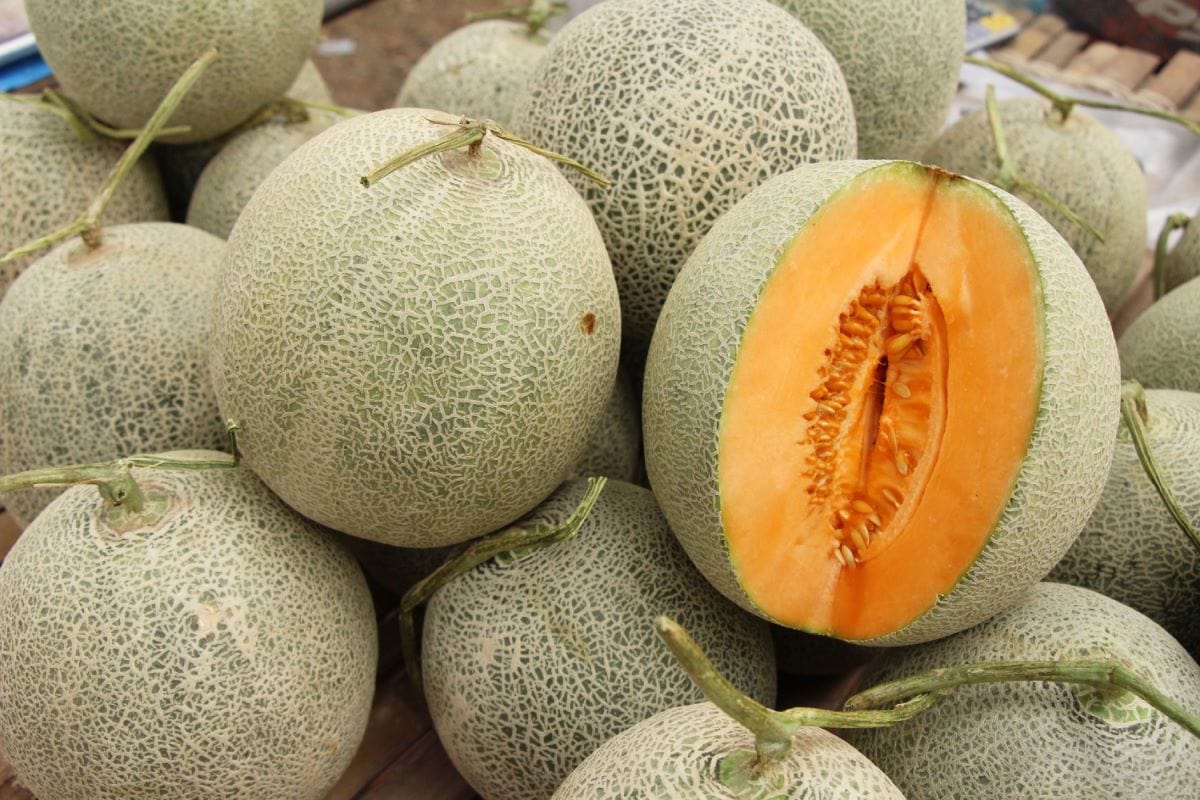 MelonSeagamess