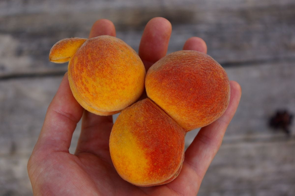 Oddly shaped fruitsHyperStory