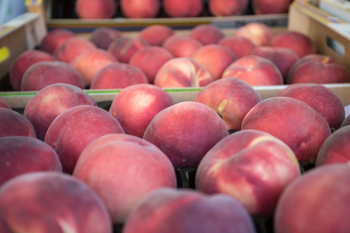 Peaches in
