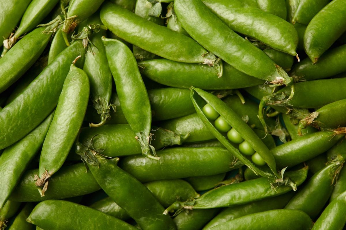 PeasAntonMatyukha