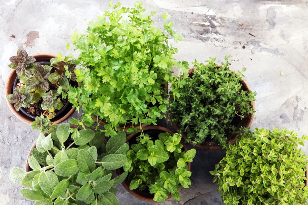 Potted herbs2Beats1
